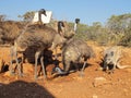 Kangaroo and Emus, australia Royalty Free Stock Photo