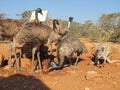 Kangaroo and Emus, australia