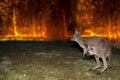 Kangaroo escaping from Australia bush fire Royalty Free Stock Photo