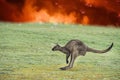 Kangaroo escaping from Australia bush fire