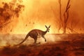 Kangaroo escaping from Australian bushfires