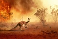 Kangaroo escaping from Australian bushfires