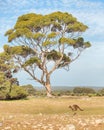Kangaroo, Eucalyptus, Kelly Hill Conservation Park, Kangaroo Isl Royalty Free Stock Photo