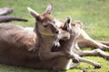 Kangaroo family Royalty Free Stock Photo