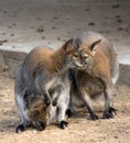 Kangaroo family Royalty Free Stock Photo