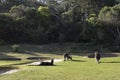 Kangaroo family, Australia