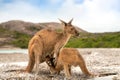 Kangaroo family at Lucky Bay in the Cape Le Grand National Park near Esperance Royalty Free Stock Photo