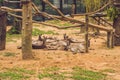 Kangaroo family is resting in the park Royalty Free Stock Photo