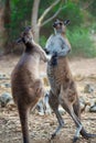 Kangaroo Fight Royalty Free Stock Photo