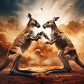 Kangaroo Fight Royalty Free Stock Photo