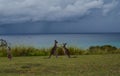 Kangaroo fight