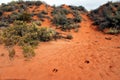 Kangaroo footprints on red sand in Australia outback Royalty Free Stock Photo