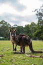 Kangaroo at the footy field, Halls Gap, Victoria, Australia Royalty Free Stock Photo
