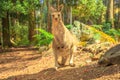 Kangaroo in a forest Royalty Free Stock Photo