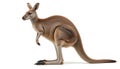 kangaroo in front of white background Royalty Free Stock Photo