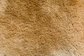 Kangaroo fur texture and background Royalty Free Stock Photo