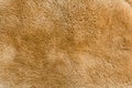 Kangaroo fur texture and background Royalty Free Stock Photo