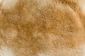 Kangaroo fur texture and background Royalty Free Stock Photo