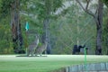Kangaroo on a golf course in Australia Royalty Free Stock Photo