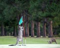 Kangaroo on a golf course in Australia Royalty Free Stock Photo