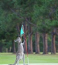 Kangaroo on a golf course in Australia Royalty Free Stock Photo
