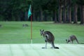 Kangaroo on a golf course in Australia Royalty Free Stock Photo
