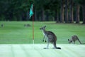 Kangaroo on a golf course in Australia Royalty Free Stock Photo
