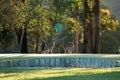 Kangaroo on a golf course in Australia Royalty Free Stock Photo