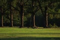 Kangaroo on a golf course in Australia Royalty Free Stock Photo