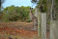 Kangaroo on a golf course Royalty Free Stock Photo