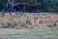 Kangaroo on the grass field in Grampians, Victoria, Australia