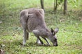 Kangaroo Grazing Royalty Free Stock Photo
