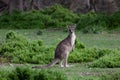 Kangaroo in green bush land