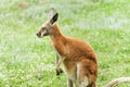 kangaroo on a green blurred background Royalty Free Stock Photo