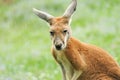 kangaroo on a green blurred  background Royalty Free Stock Photo