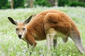 kangaroo On a green grass Royalty Free Stock Photo