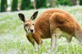 kangaroo on a grass Royalty Free Stock Photo