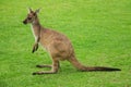 Kangaroo on green grass