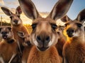 Kangaroo group