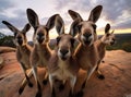 Kangaroo group