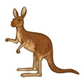 kangaroo Hand Drawn Vector Illustration Royalty Free Stock Photo