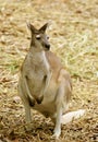 Kangaroo