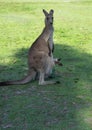 Kangaroo with her joey, baby kangaroo in mother belly front bag i Royalty Free Stock Photo