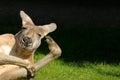 Kangaroo in hilarious posture