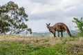 Kangaroo on the Hill