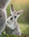 Kangaroo with his baby Royalty Free Stock Photo