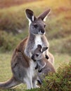 Kangaroo with his baby Royalty Free Stock Photo