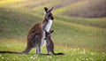 Kangaroo with his baby Royalty Free Stock Photo