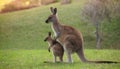 Kangaroo with his baby Royalty Free Stock Photo