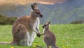 Kangaroo with his baby Royalty Free Stock Photo